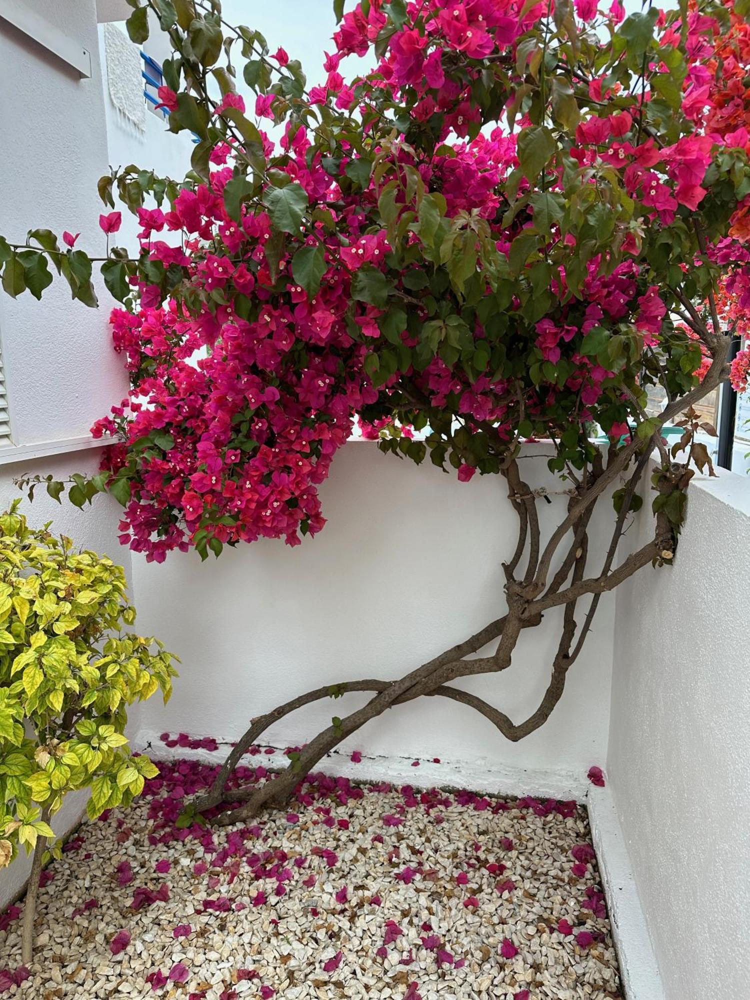 Appartamento Arto Blanco Agua Amarga  Esterno foto